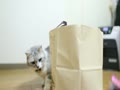 猫じゃらしと紙袋