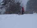 犬とスノーボード